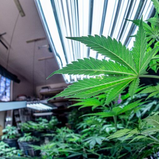 Czym jest inteligentne rolnictwo